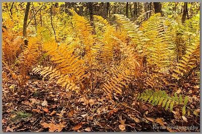 image by Kirms Photography Backyard Ferns